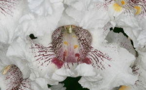 Blüte des Trompetenbaums (Catalpa bignonioides) 